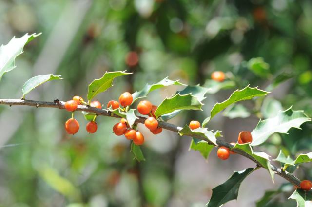 Maytenus ilicifolia