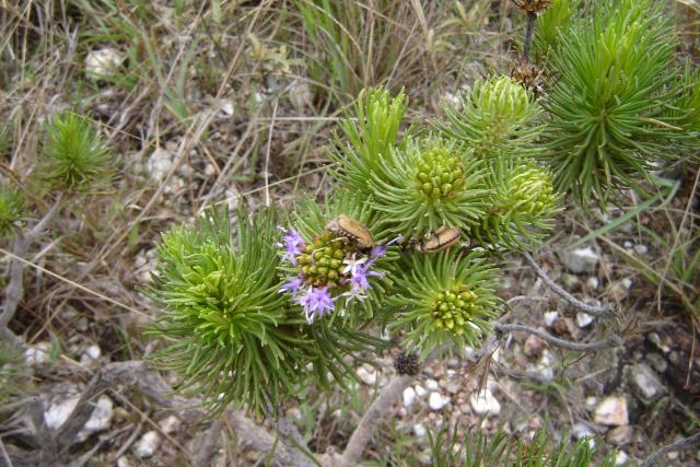 Lychnofora ericoides 