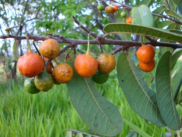 Brosimum gaudichaudii