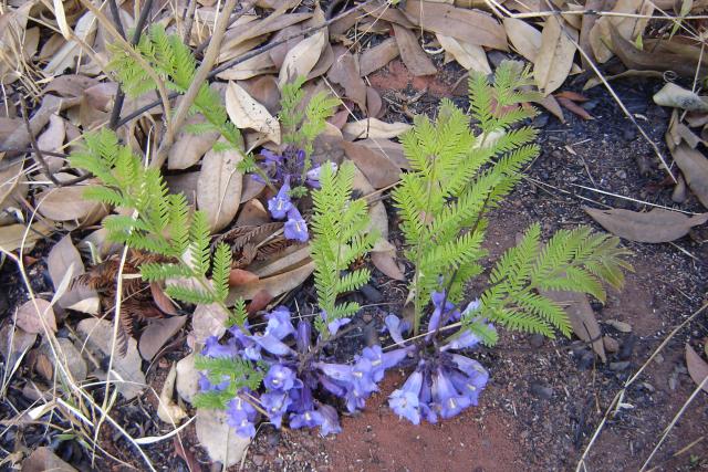 Jacaranda decurrens