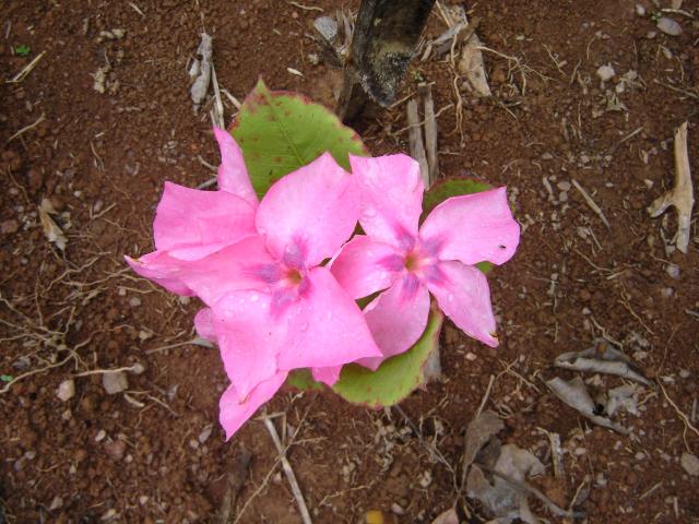 Mandevilla ilustris,