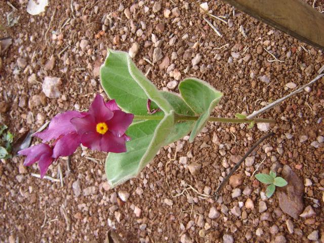 Rodocalyx rotundifolius