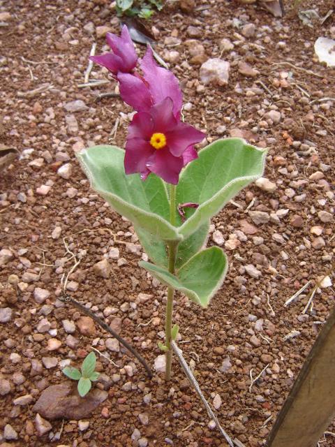 Rodocalyx rotundifolius