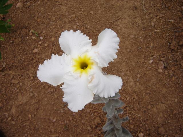 Macrosiphonia velame